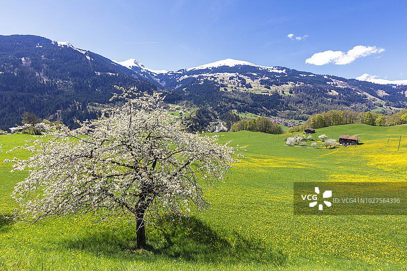 瑞士格劳宾登州黄色野花田里的孤樱树图片素材