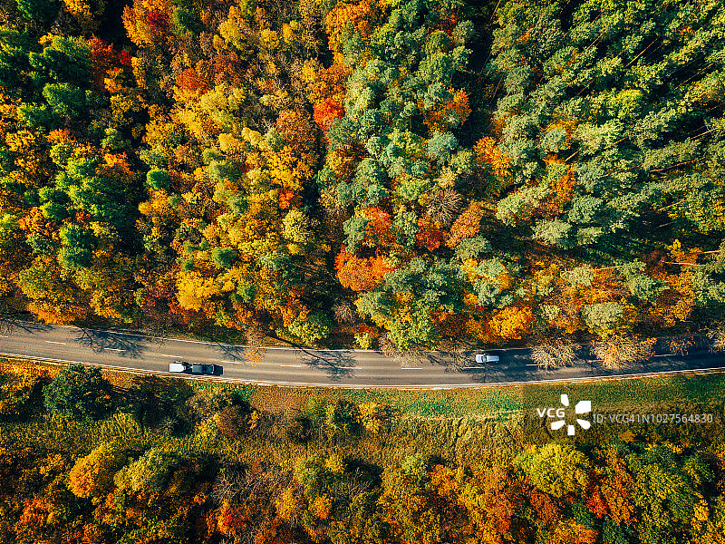 穿过秋季森林的道路图片素材