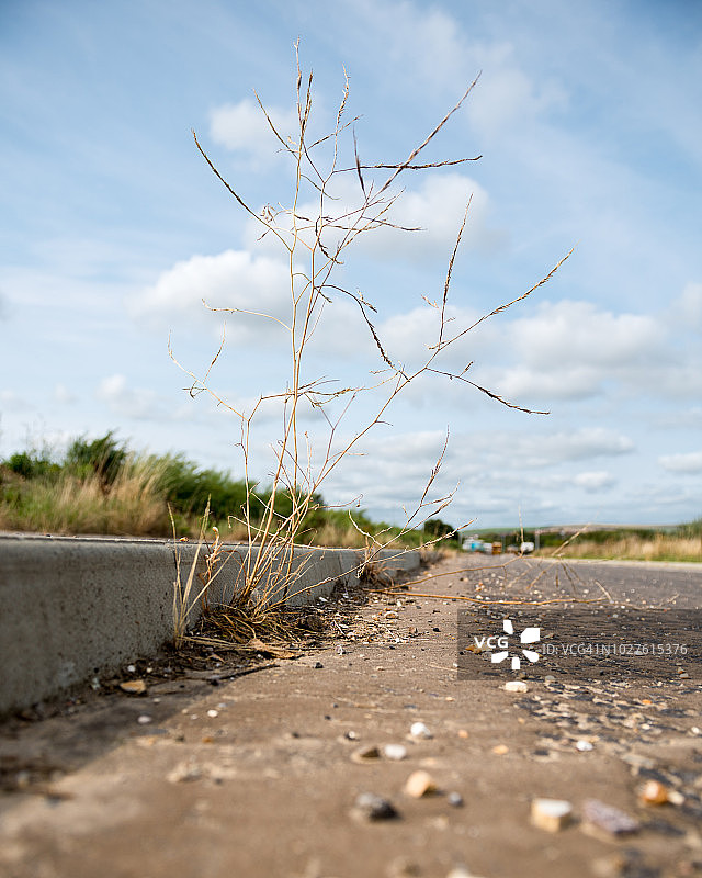 从水泥人行道裂缝中长出的杂草图片素材