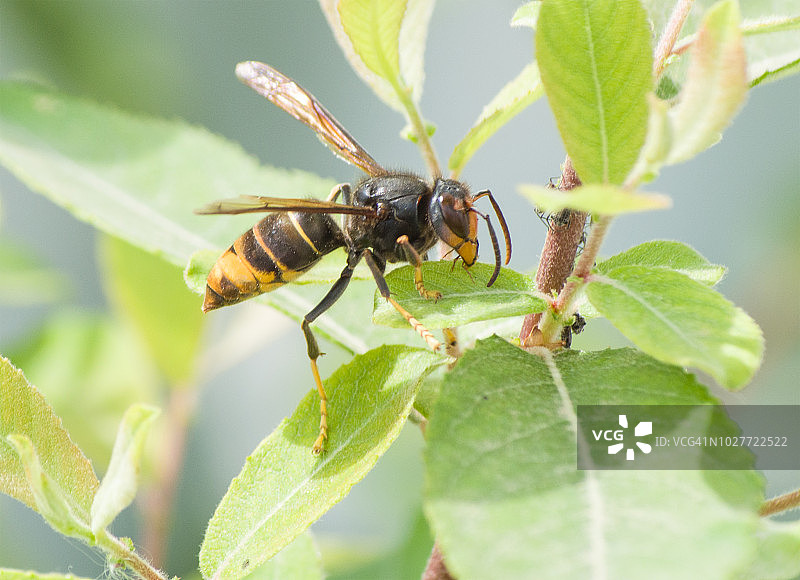 黄腰胡蜂，亚洲大黄蜂图片素材