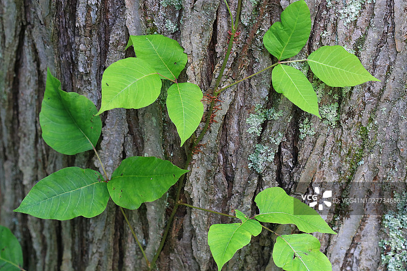 毒葛（毒漆藤）特写图片素材