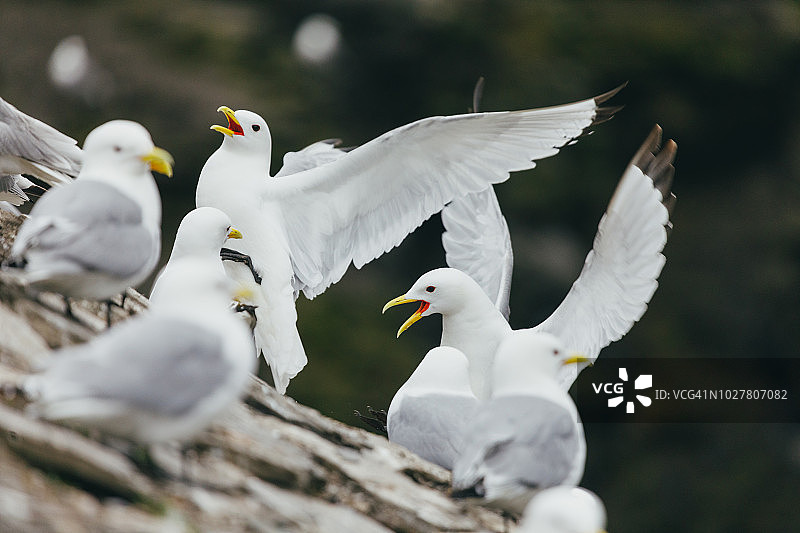 黑腿三趾鸥图片素材