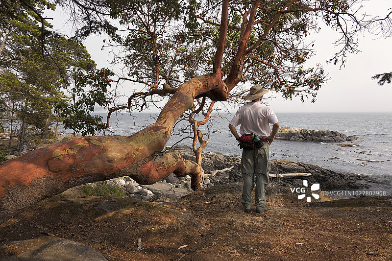 温哥华岛东苏克地区公园的海岸步道和加拿大红莓树图片素材