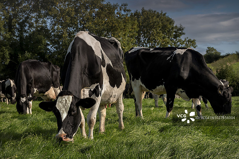 葱郁的绿草图片素材