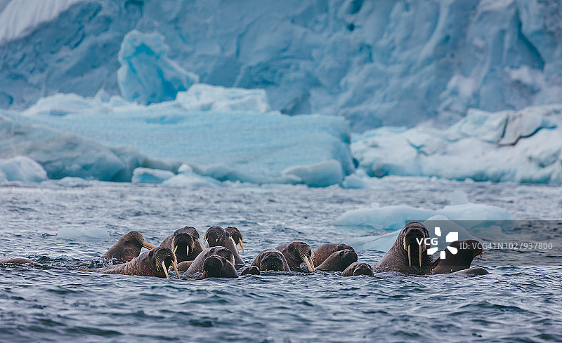 挪威斯瓦尔巴群岛的海象图片素材