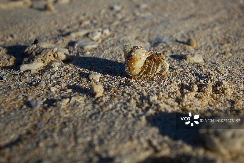 斐济海滩梳理者岛上的寄居蟹图片素材