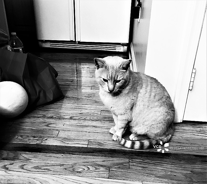 流浪猫的生活图片素材