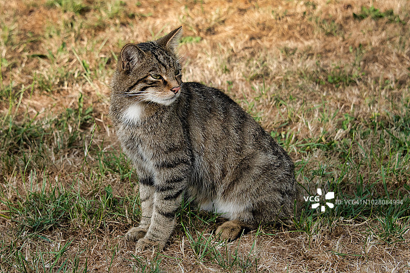 放松休息的苏格兰野猫图片素材