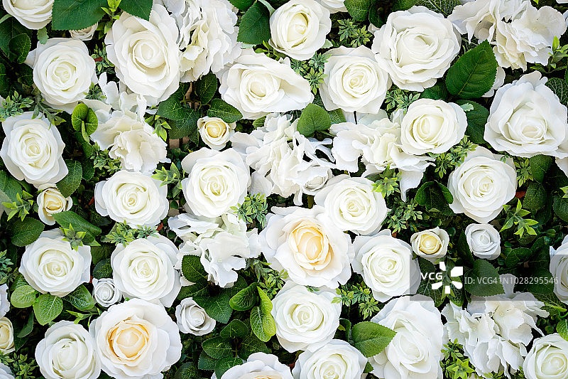 白色玫瑰毯图片素材