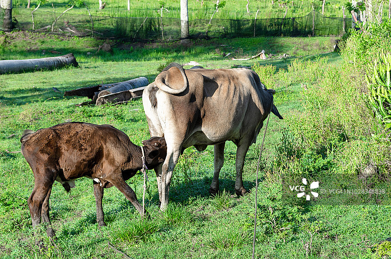 古巴比亚克拉拉：农民早上手工挤牛奶（多个步骤）图片素材