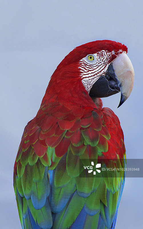 新热带金刚鹦鹉侧视图图片素材