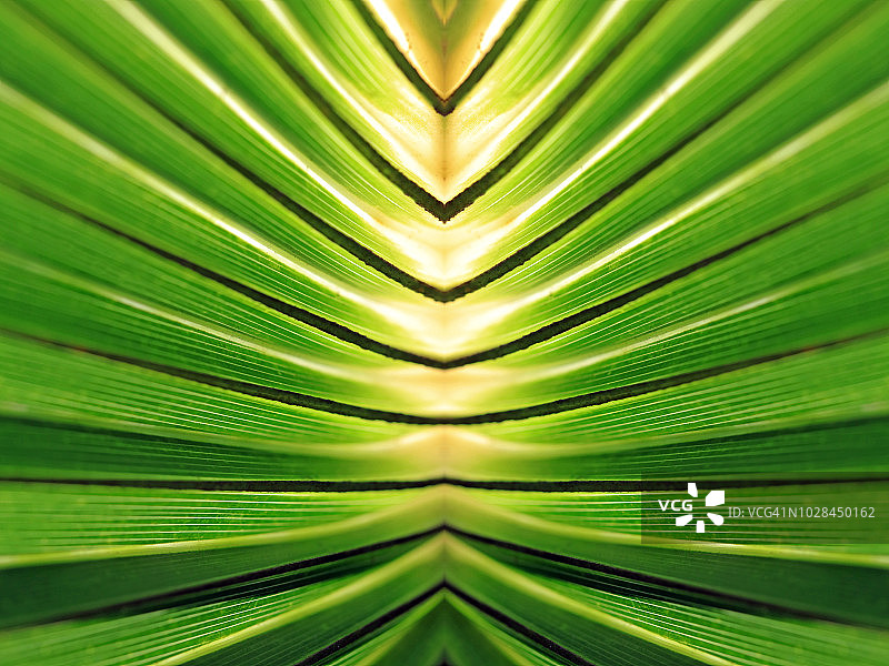 重复的棕榈叶形成对称的扇形图案图片素材