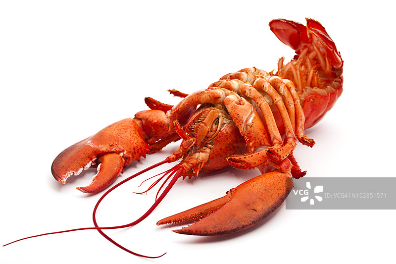 龙虾的背部图片素材