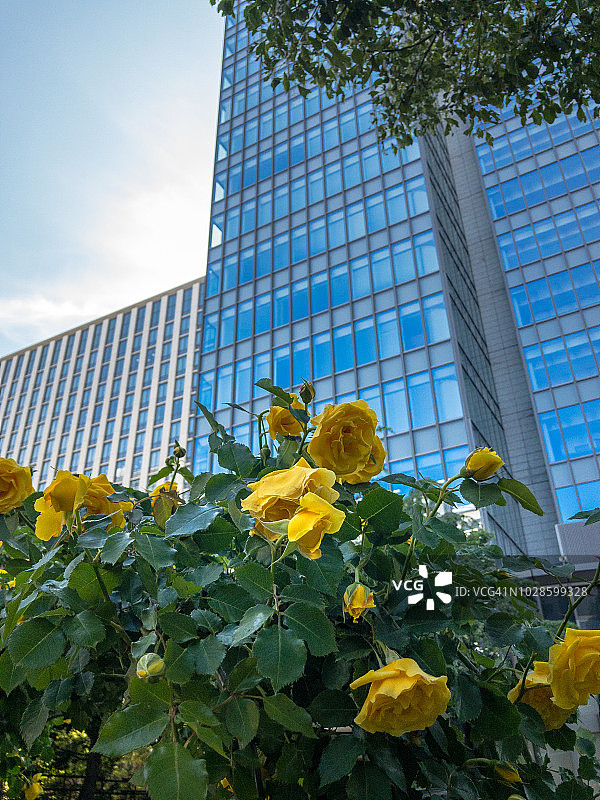 公路上的春日玫瑰图片素材