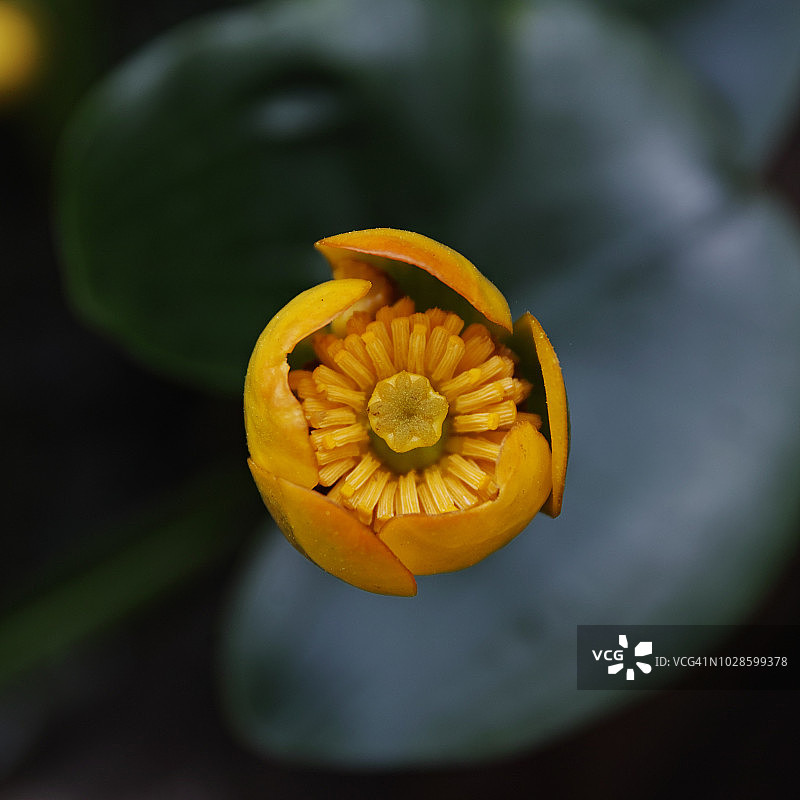 日本萍蓬草图片素材