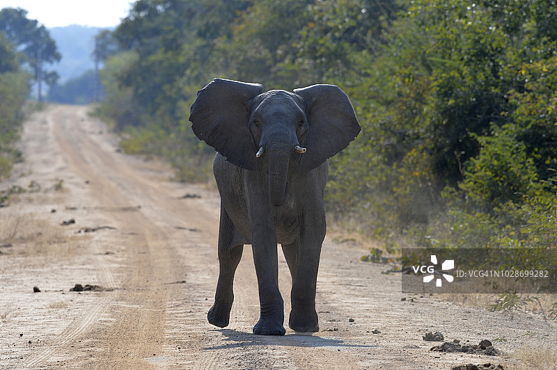 赞比亚卡富埃国家公园里愤怒的象图片素材