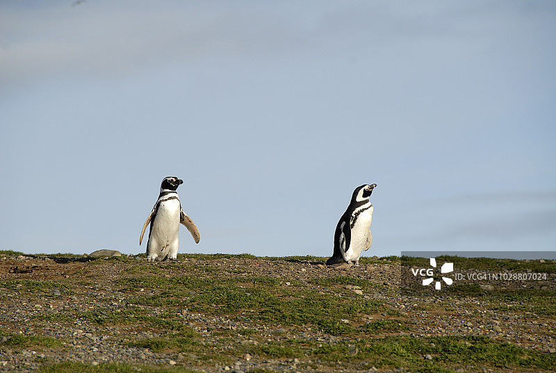 智利巴塔哥尼亚马格达莱纳岛的企鹅图片素材