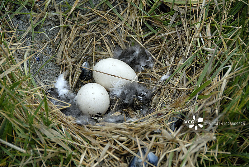 麦哲伦企鹅岛上的鸟巢，智利巴塔哥尼亚图片素材