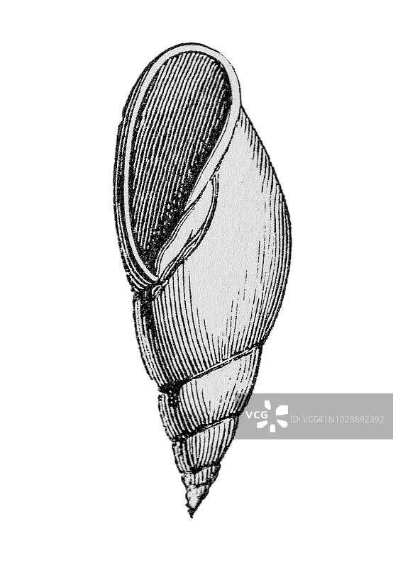 第三纪腹足软体动物图片素材