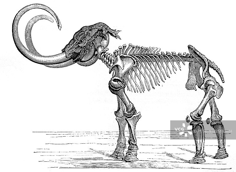 猛犸象骨骼图片素材