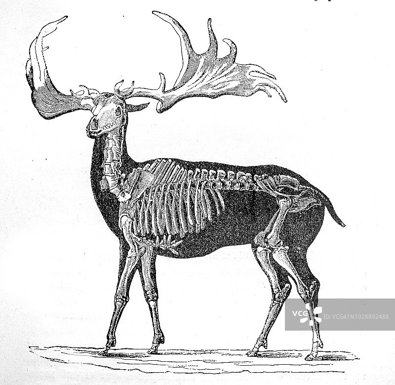 新生代第四纪大型鹿骨骼图片素材