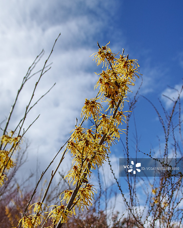 日本金缕梅图片素材