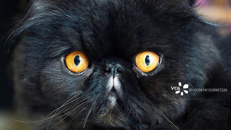 美丽的黑色波斯猫特写图片素材