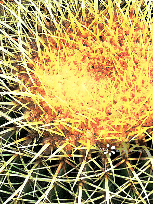 桶形仙人掌抽象图案图片素材