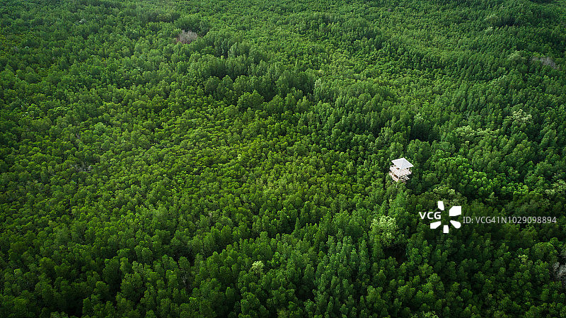 雨季红树林的航拍景色图片素材