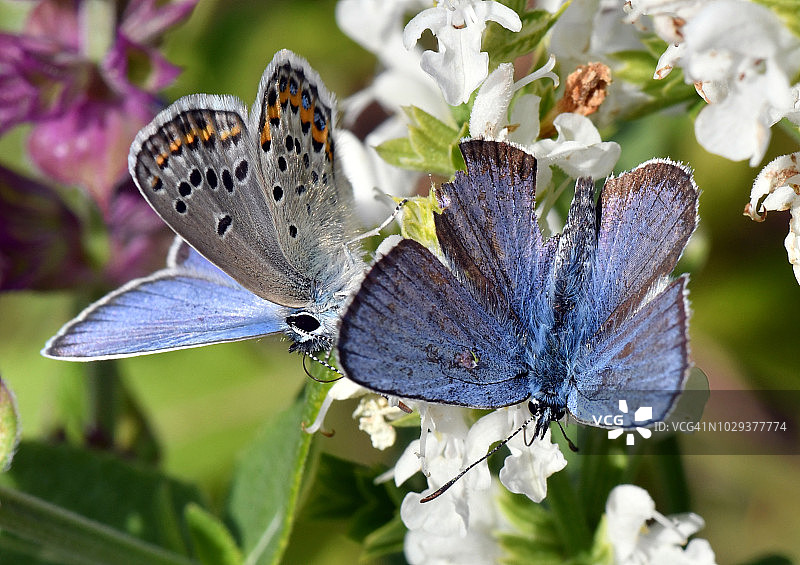 艾达灰蝶图片素材