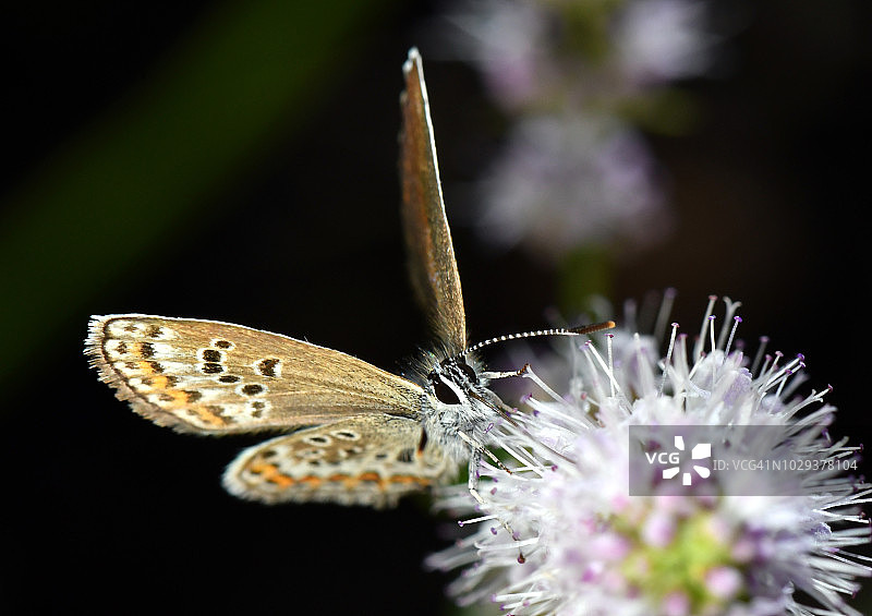 艾达灰蝶图片素材