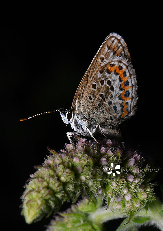 艾达灰蝶图片素材