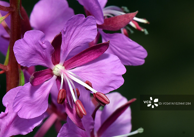 玫瑰花图片素材