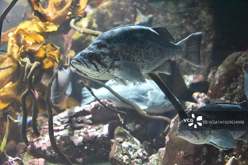 蓝石斑鱼图片素材