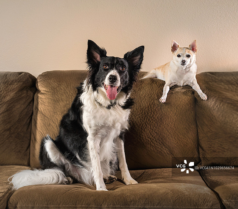两只狗在棕色沙发上图片素材