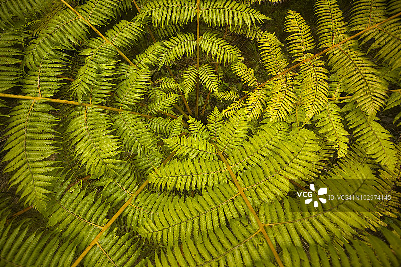 蓬吉蕨，亚伯塔斯曼，新西兰图片素材