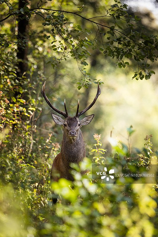 马鹿(鹿)图片素材