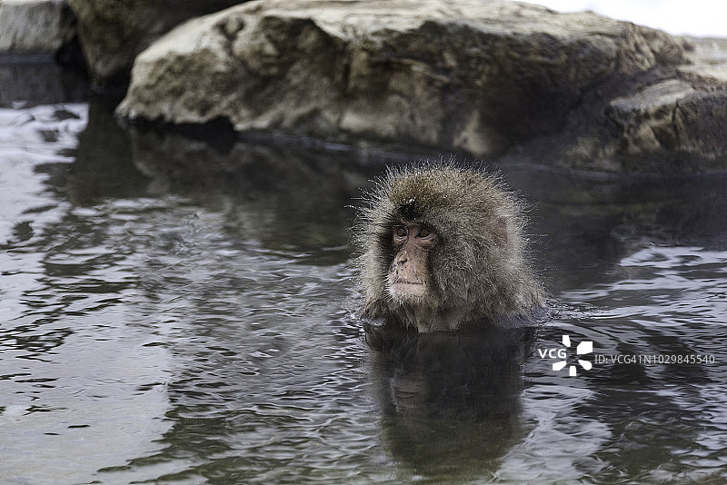 沐浴在温泉中，眺望远方的猕猴图片素材