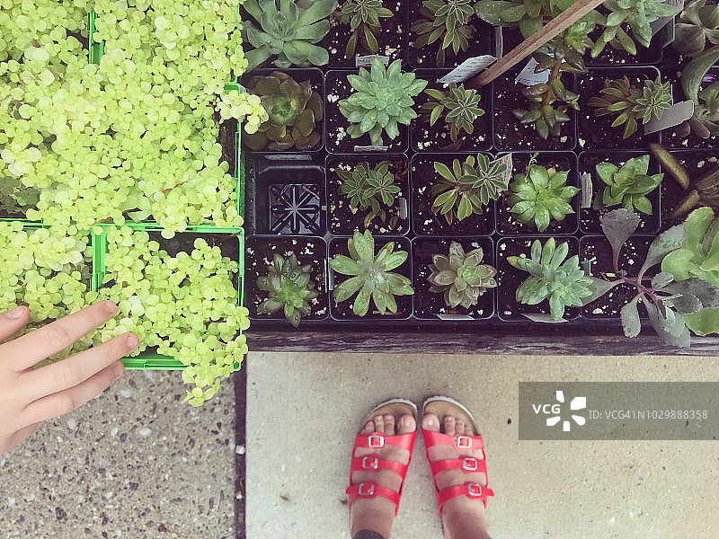 母女购买多肉植物的第一人称视角图片素材