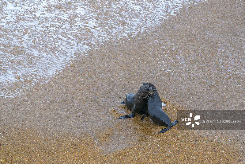 新西兰海狗图片素材