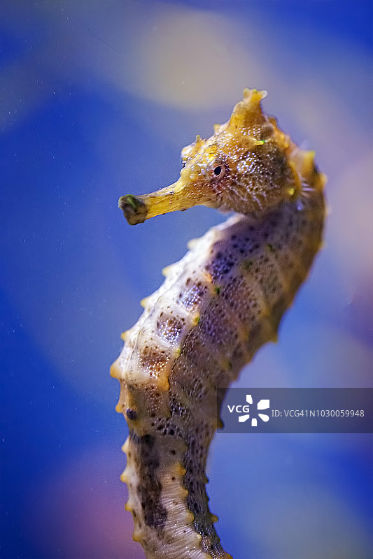 太平洋海马图片素材
