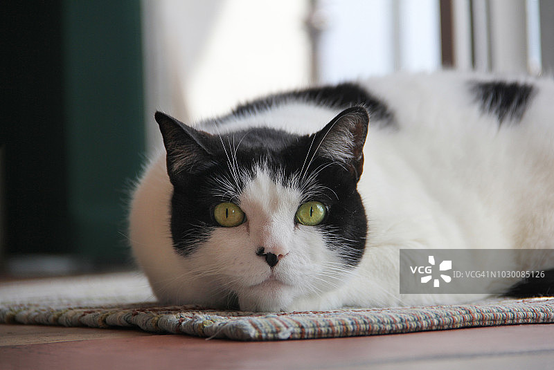 严肃的猫咪特写，直视镜头图片素材