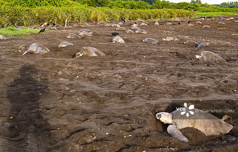 哥斯达黎加的丽龟旁的人的影子图片素材