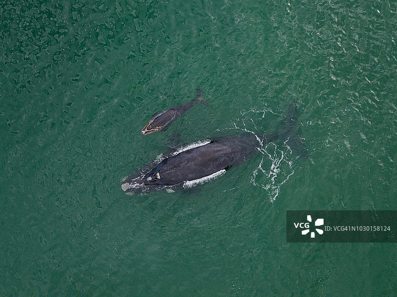 南露脊鲸和幼崽图片素材