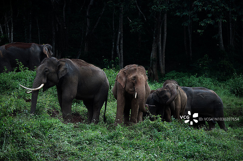 泰国北部野生亚洲象群图片素材