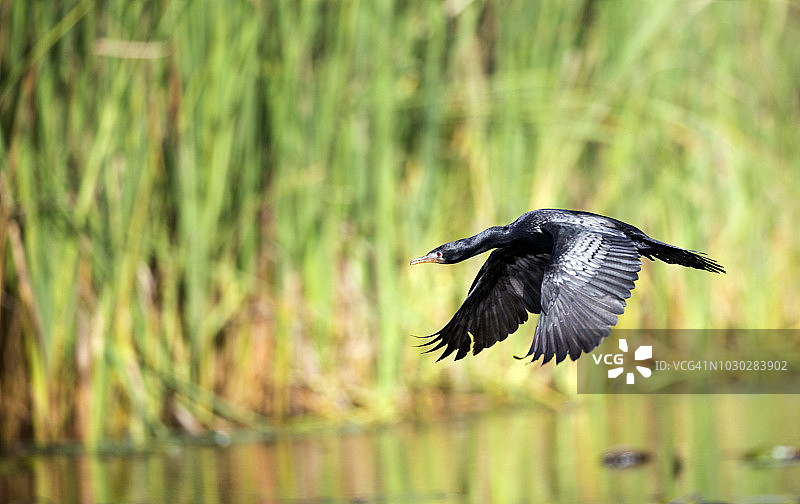芦苇鸬鹚图片素材