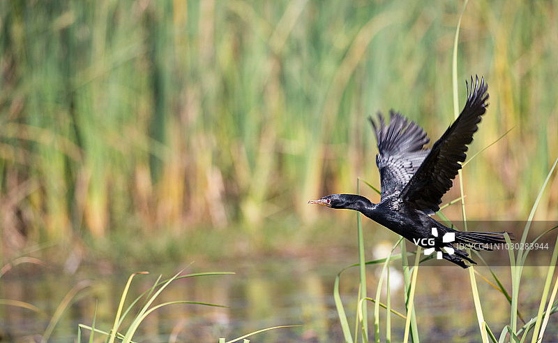 芦苇鸬鹚图片素材