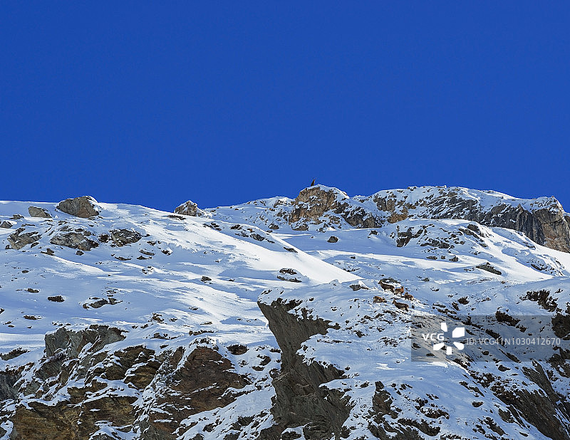 奥地利大塔温国家公园：雄性阿尔卑斯野山羊与雪地中的雌性和幼崽图片素材