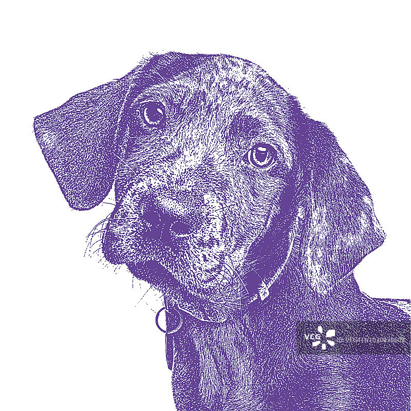 动物收容所里的卡塔胡拉豹犬幼犬图片素材