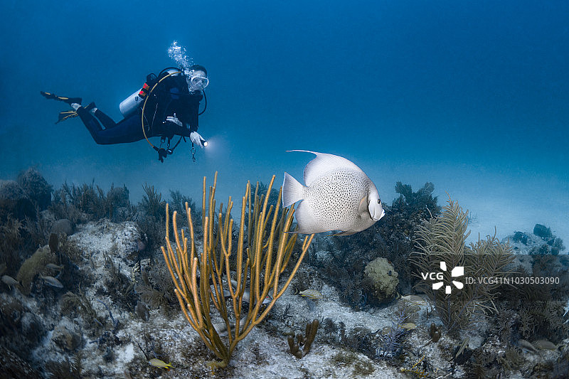 灰色神仙鱼和水肺潜水员图片素材